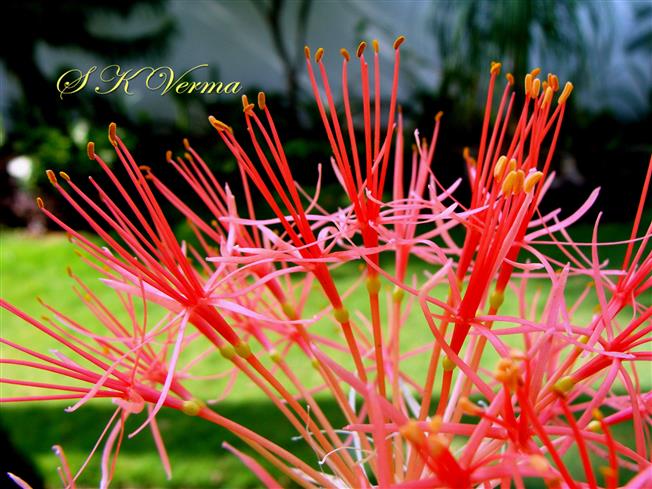  Flowers